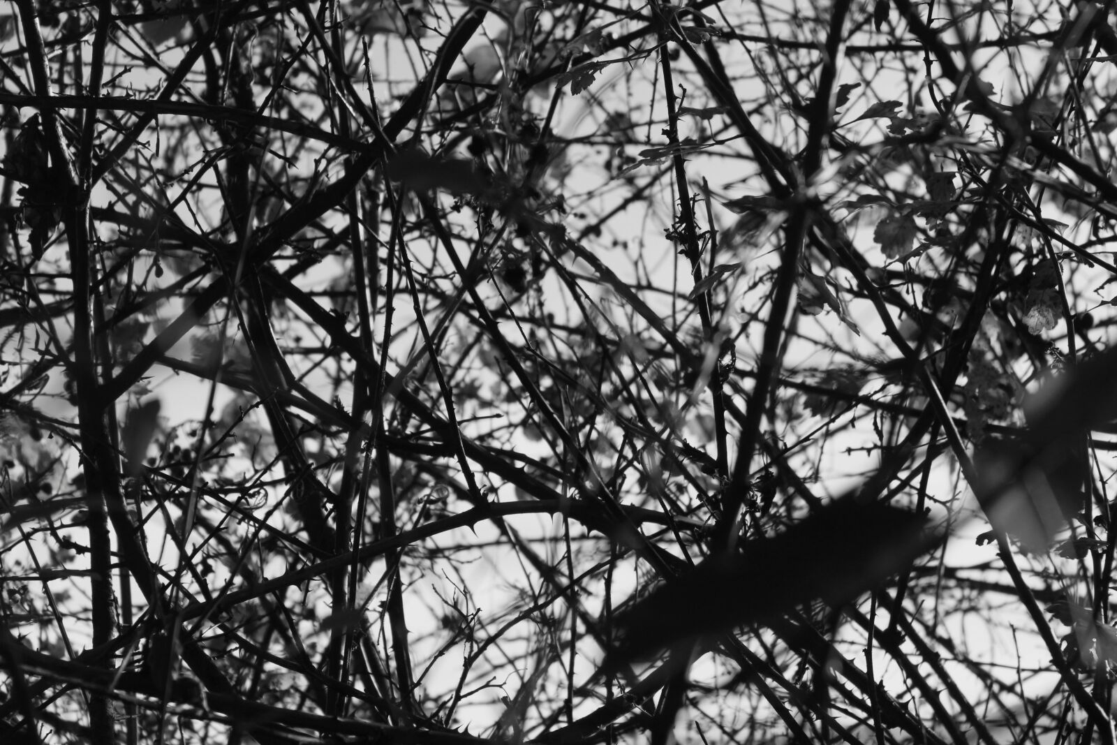 Canon EOS 700D (EOS Rebel T5i / EOS Kiss X7i) sample photo. Thorns, black white, plant photography