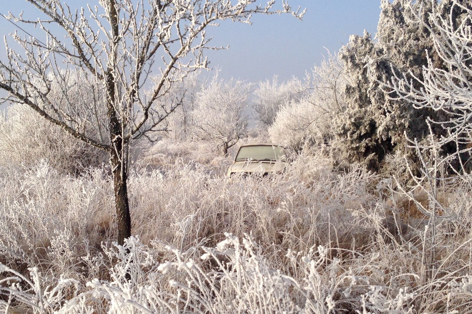 iPhone 5 back camera 4.12mm f/2.4 sample photo. Frost, winter, frozen photography