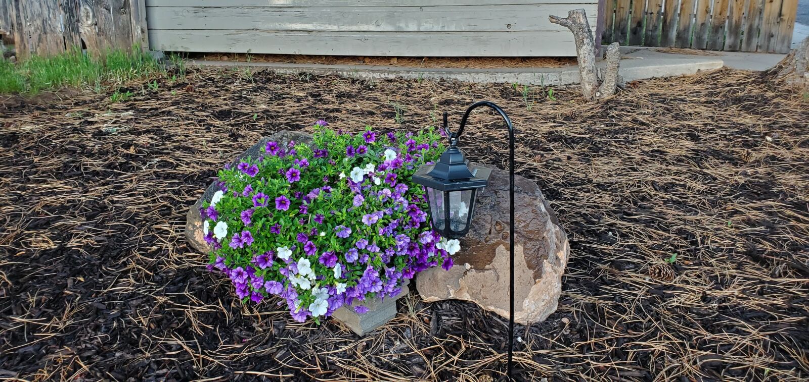Samsung Galaxy S10e sample photo. Flowers, lantern, plant photography