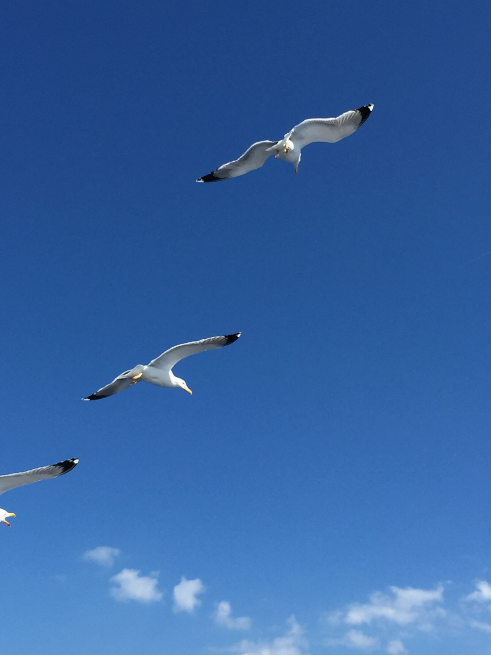 iPhone 6 back camera 4.15mm f/2.2 sample photo. Gulls, sky, blue photography