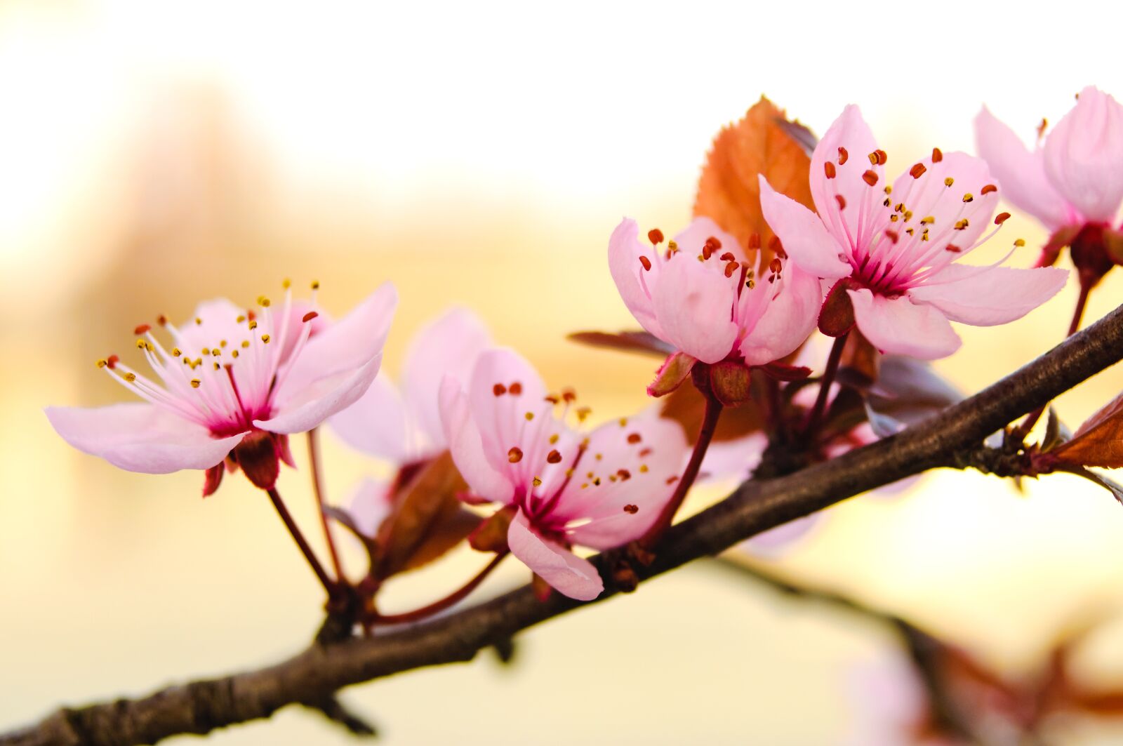 Nikon D90 sample photo. Flower, nature, branch photography