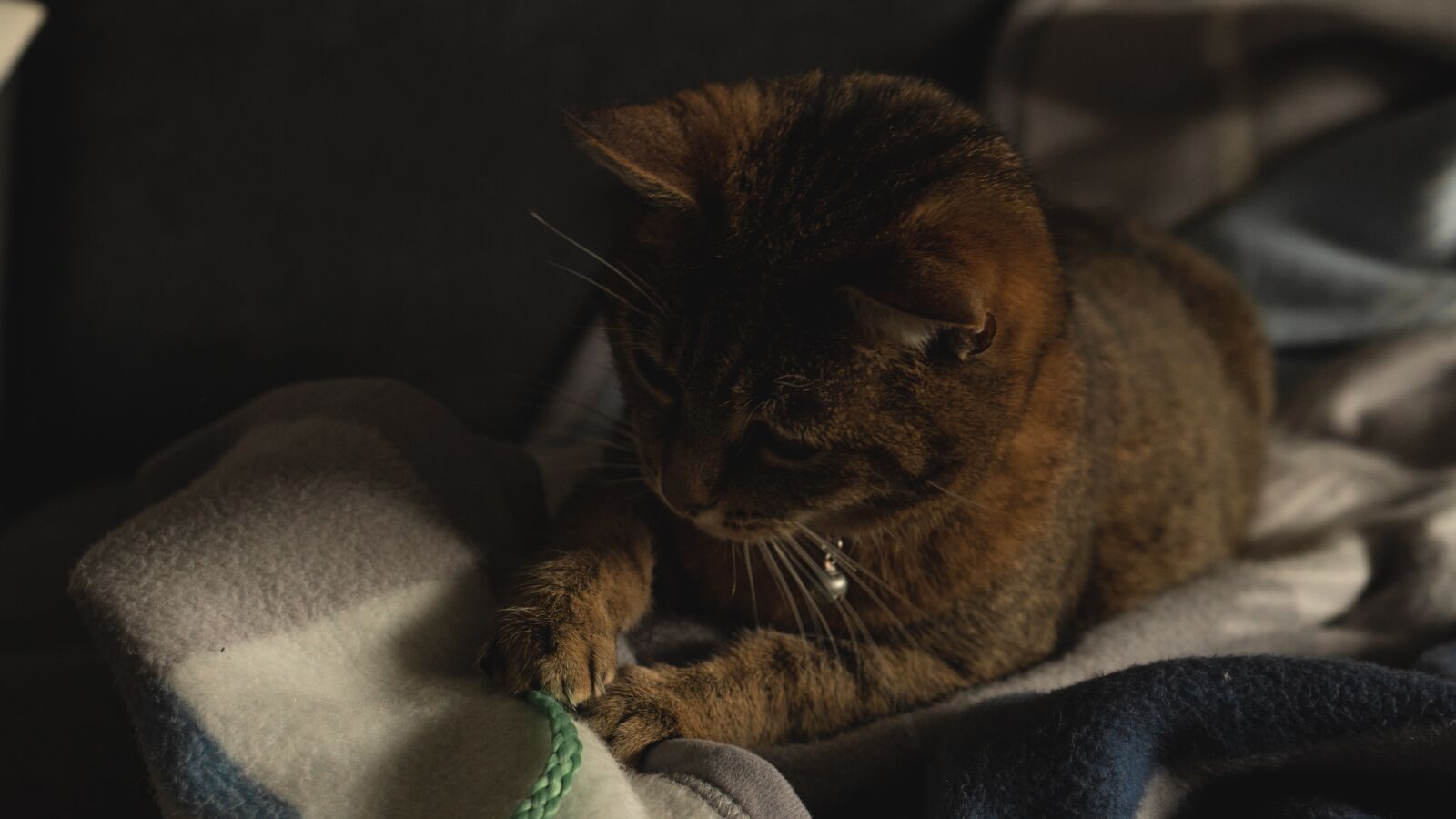 Sony a6500 + Sony FE 28-70mm F3.5-5.6 OSS sample photo. Cat, playing, animal photography