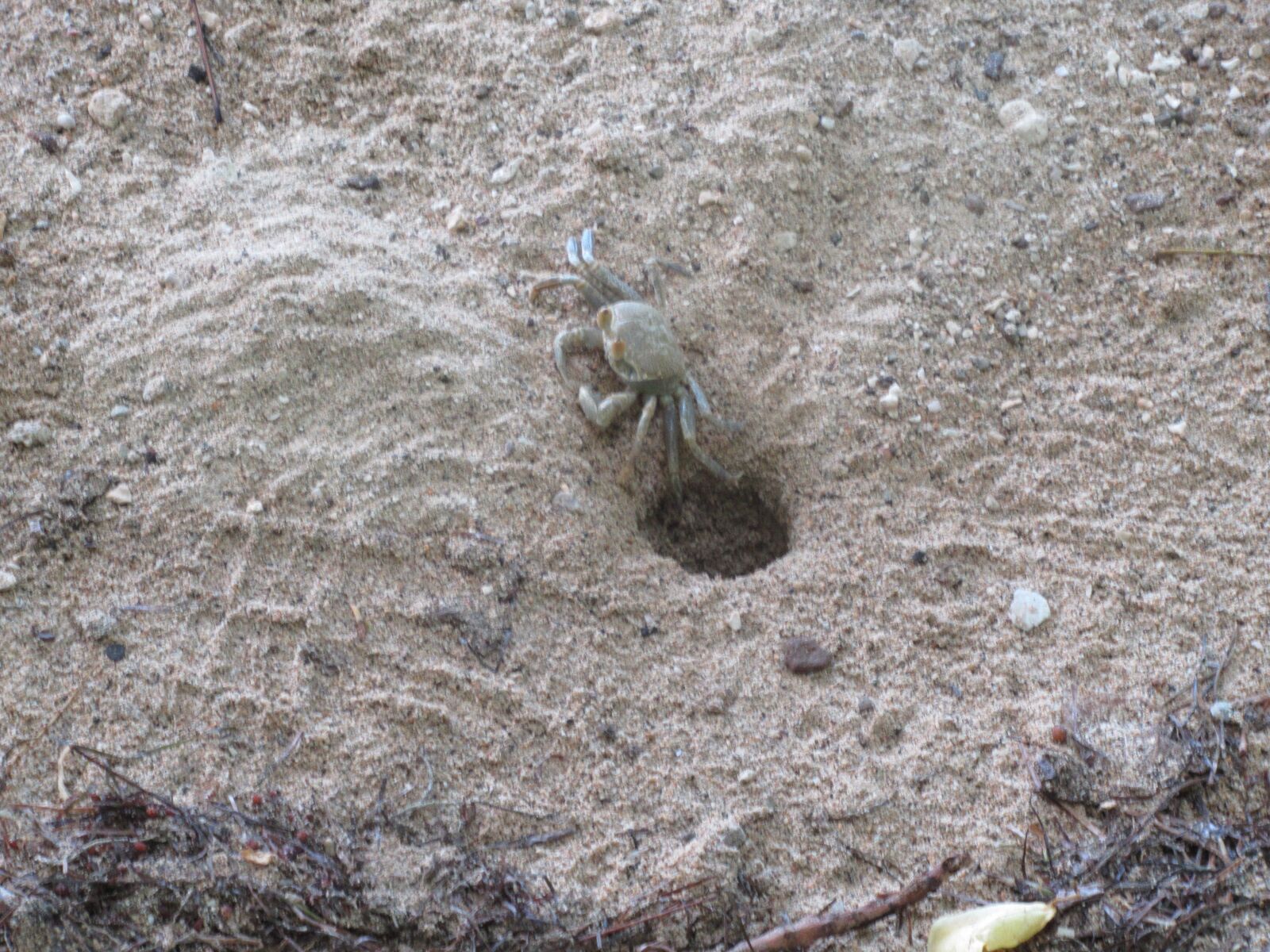Canon PowerShot SX620 HS sample photo. Crab, mollusk, mauritius photography