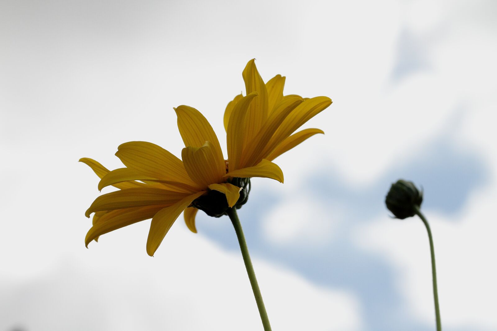 Canon EOS 7D sample photo. Marguerite, macro, flower photography