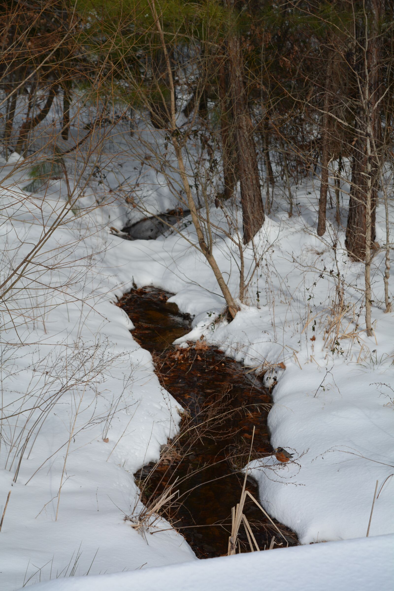 Nikon D7100 sample photo. Creek, forest, winter photography