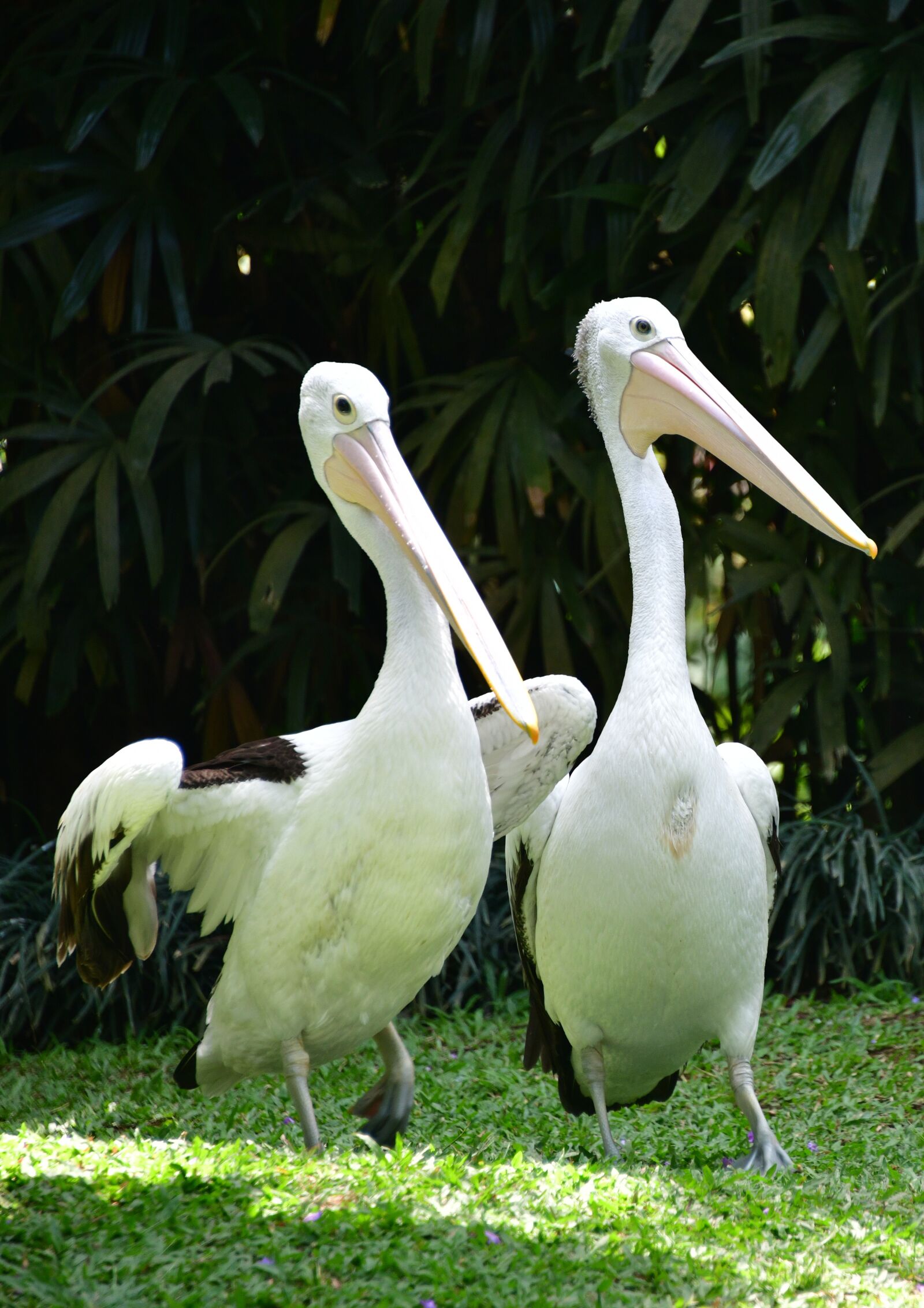 Nikon D850 sample photo. Pelicans, birds, bills photography