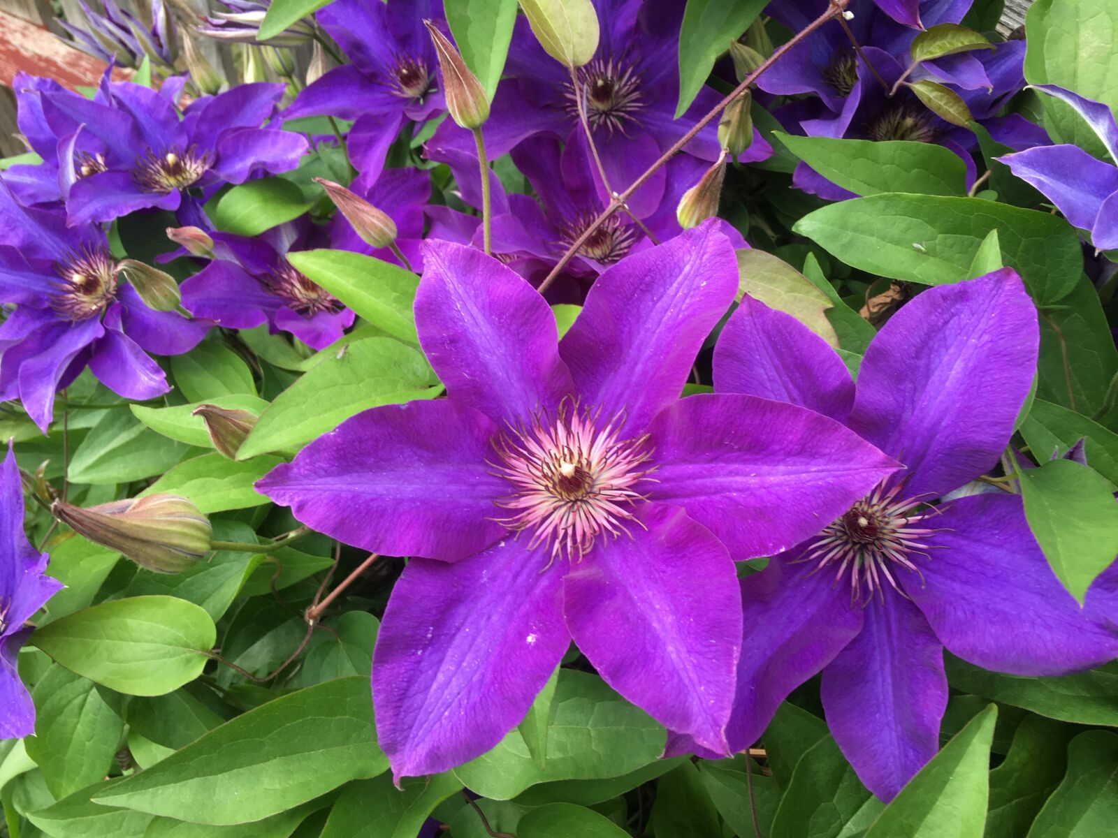 Apple iPhone SE sample photo. Clematis, plant, flower photography
