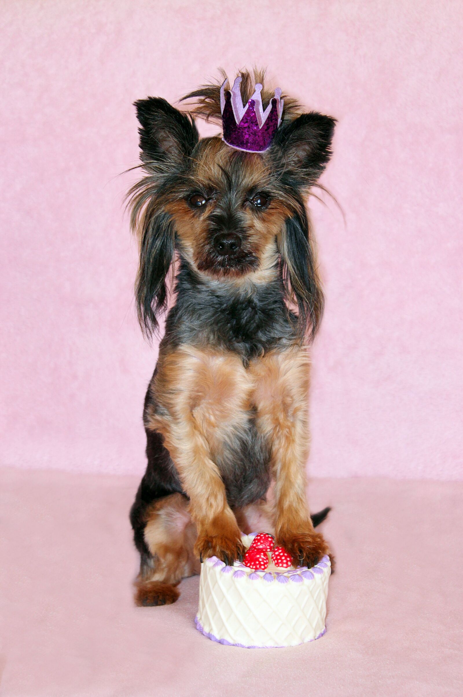 Canon EOS 600D (Rebel EOS T3i / EOS Kiss X5) sample photo. Yorkie, dog, cake photography