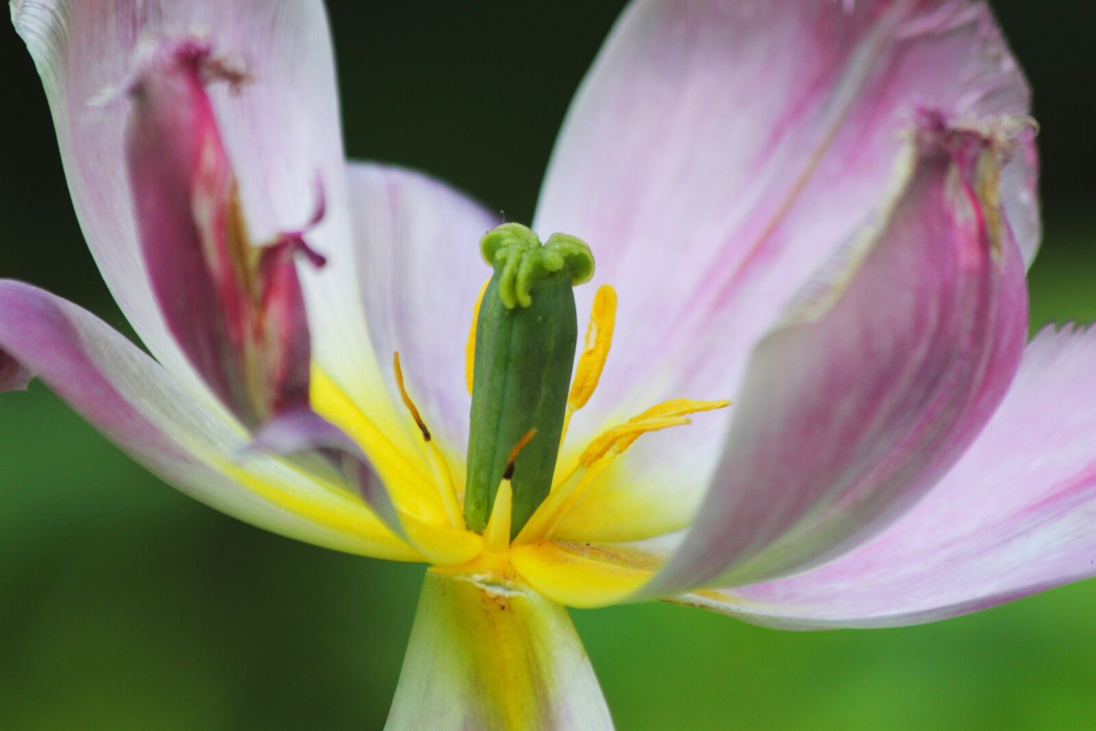 Canon EOS 650D (EOS Rebel T4i / EOS Kiss X6i) sample photo. Tulip, flower, spring photography