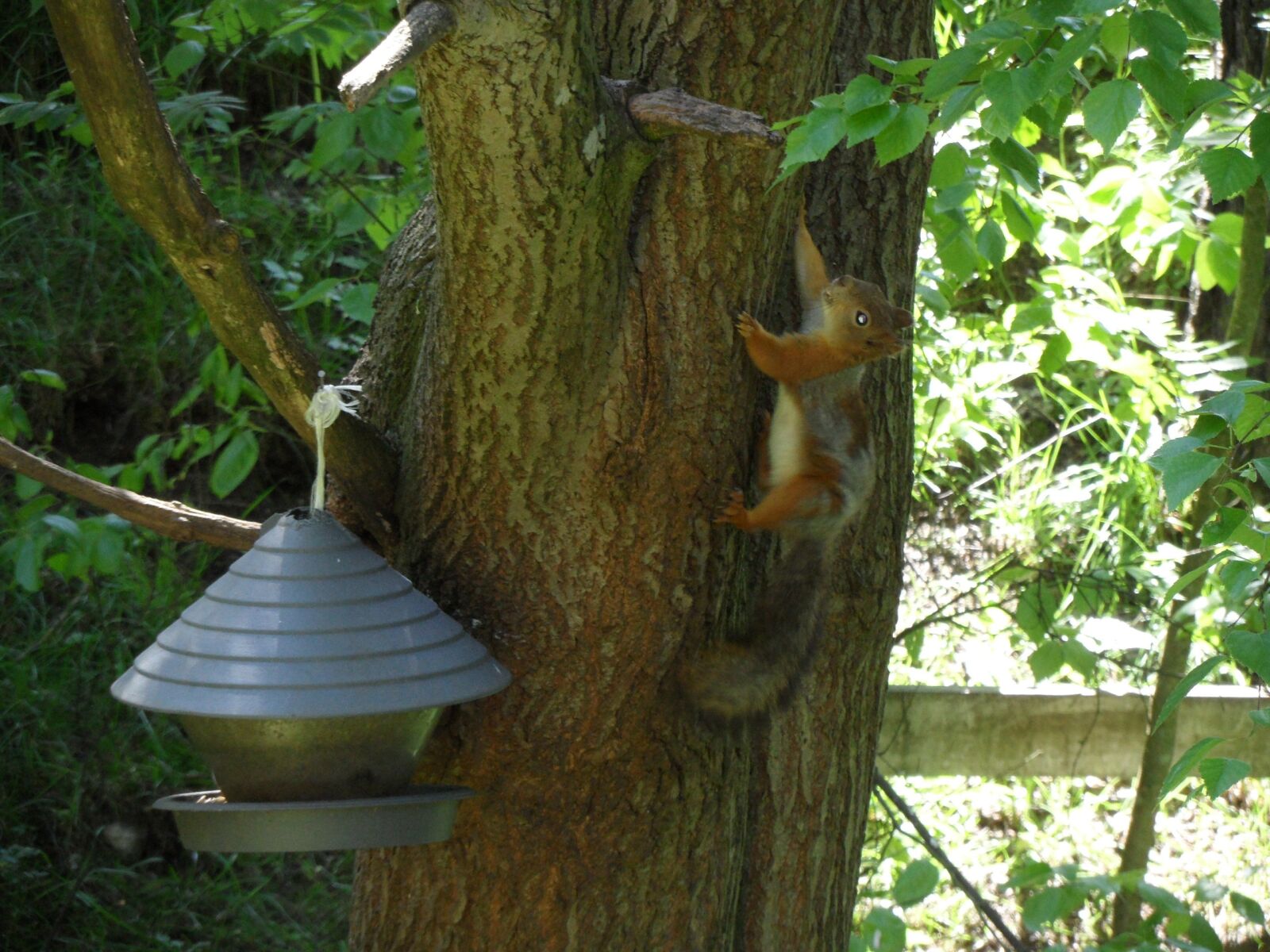 Samsung WB600 / VLUU WB600 /  WB610 sample photo. Squirrel, nature, animals photography