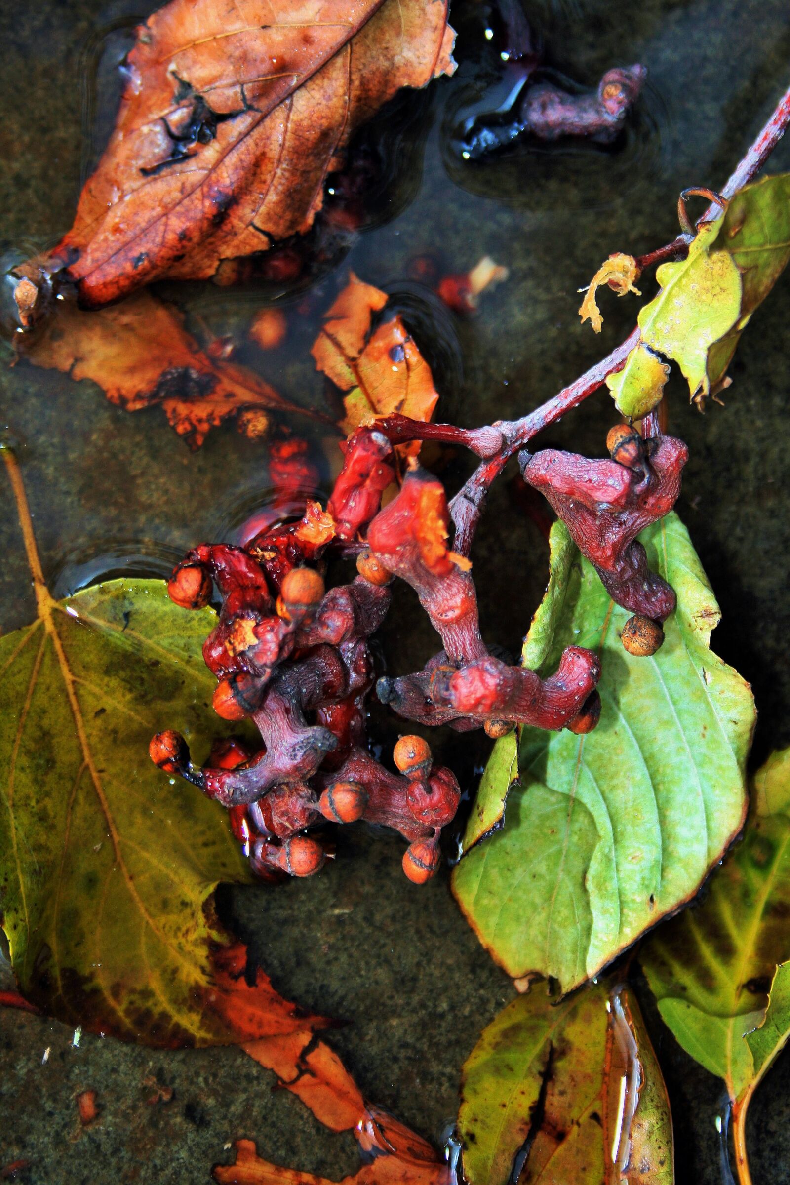 Canon EOS 400D (EOS Digital Rebel XTi / EOS Kiss Digital X) sample photo. Japanese raisins, fruit, leaves photography