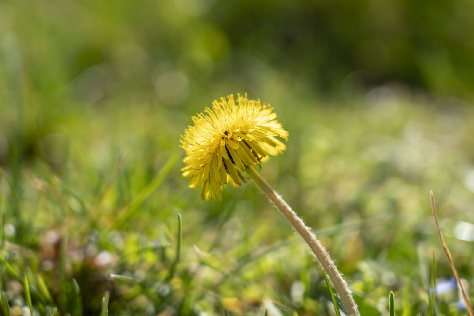 Sony a7 III sample photo. Dandelion, spring, nature photography