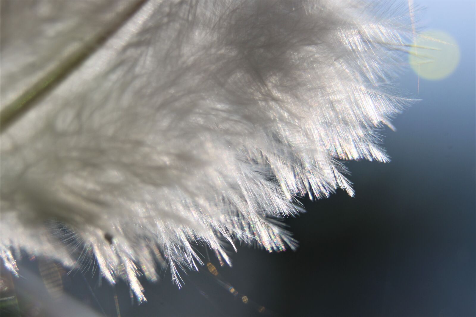 18-300mm F3.5-6.3 DC MACRO OS HSM | Contemporary 014 sample photo. Feather, white, background photography