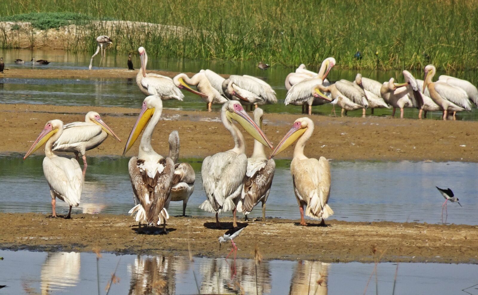 Sony Cyber-shot DSC-HX90V sample photo. Bird, pelican, great white photography