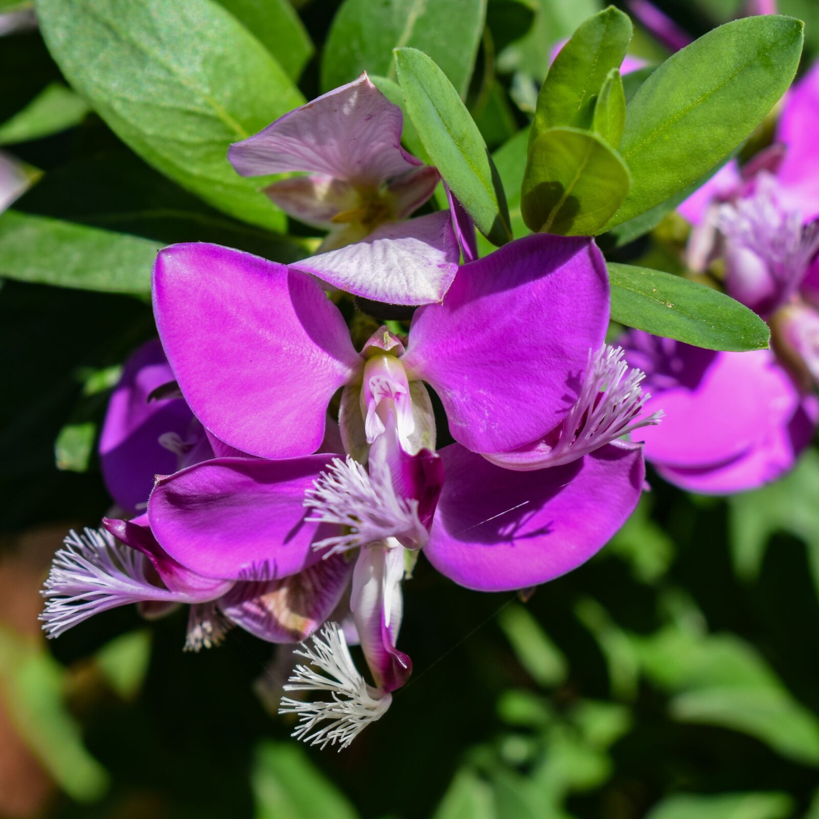 Nikon D3300 sample photo. Nature, flower, flora photography
