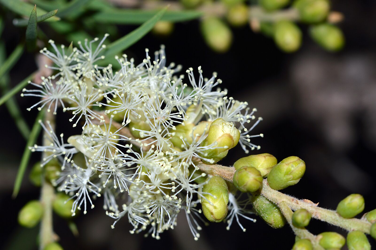 Nikon D3200 sample photo. Melaleuca squarrosa, white, nature photography