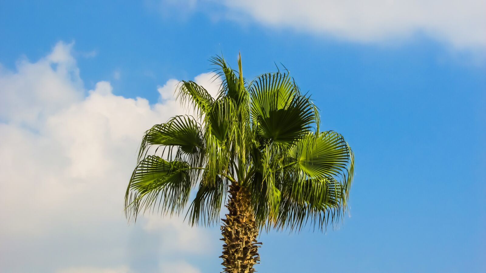 Canon PowerShot SX400 IS sample photo. Palm tree, sky, nature photography