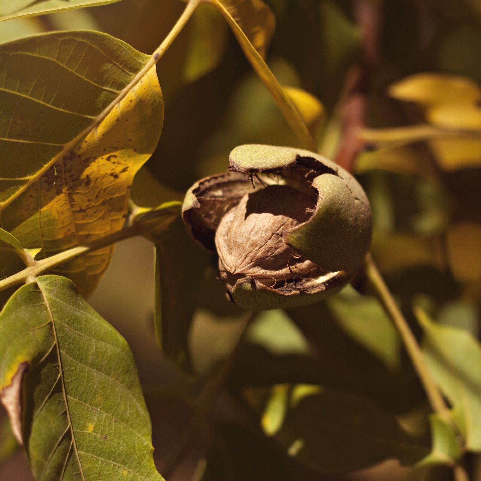 Nikon D3000 sample photo. Sheet, nature, plant photography