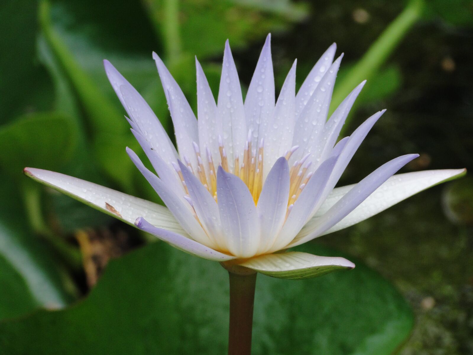 Sony Cyber-shot DSC-HX1 sample photo. Aquatic plant, white water photography