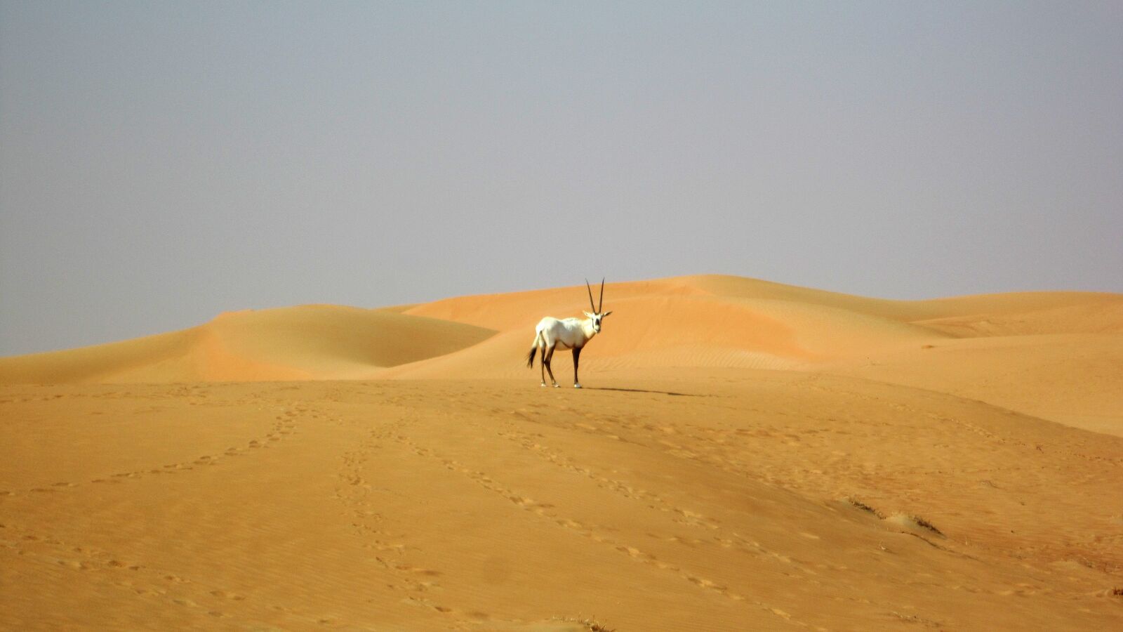Canon POWERSHOT A3350 IS sample photo. Dubai, desert, oryx photography