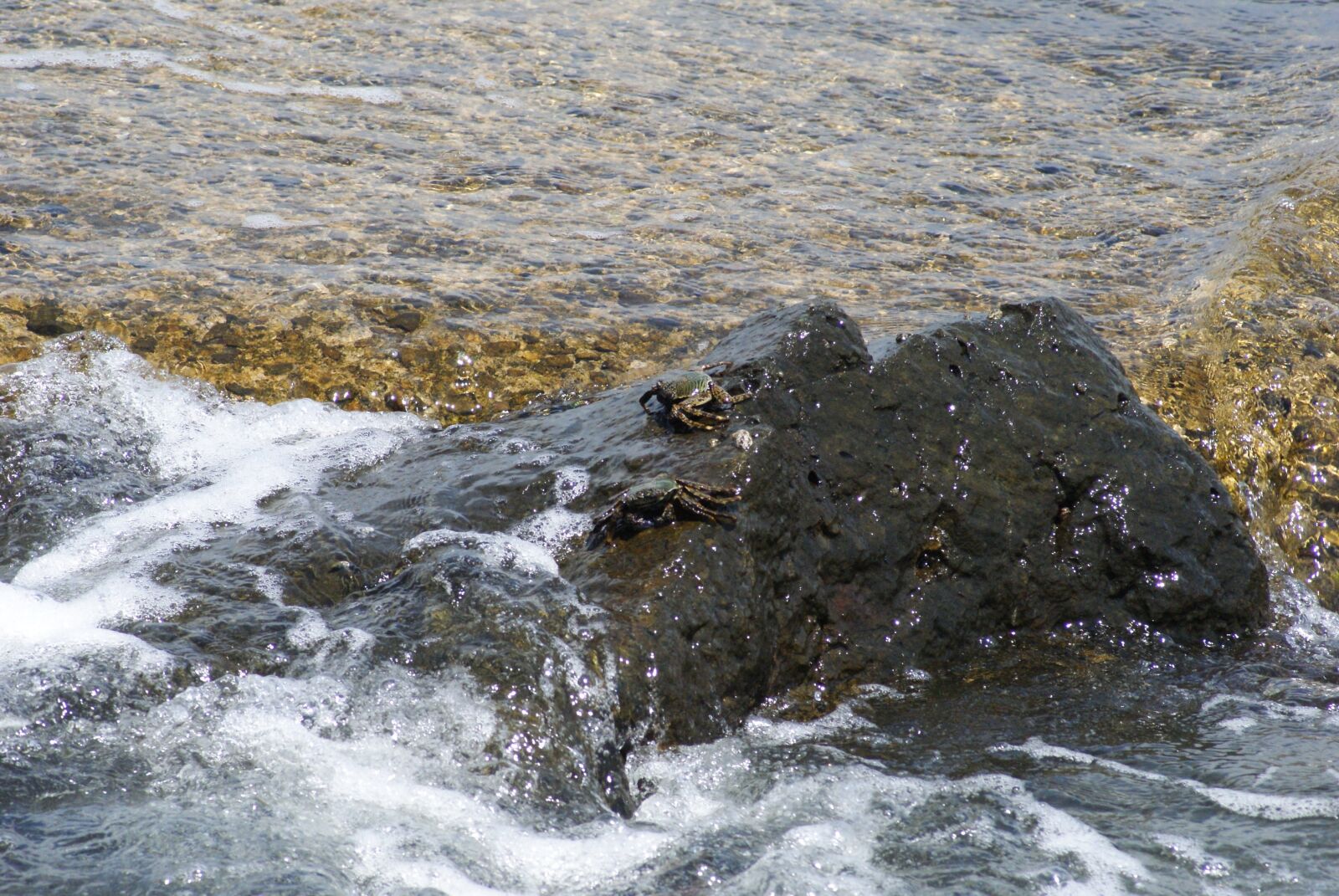 Sony Alpha DSLR-A230 sample photo. Ocean, water, crabs photography