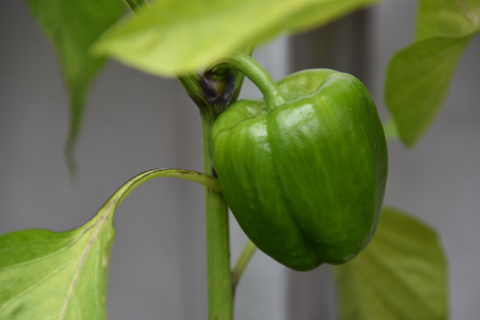 Nikon D3400 sample photo. Paprika, plant, green vegetables photography