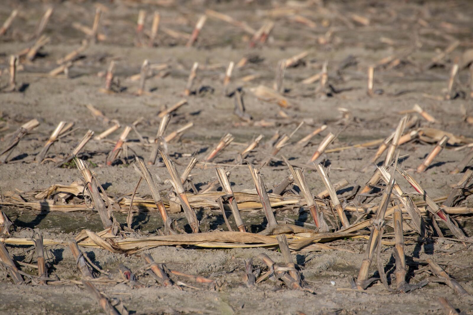 Canon EOS 6D Mark II sample photo. Country, stubble, harvest photography