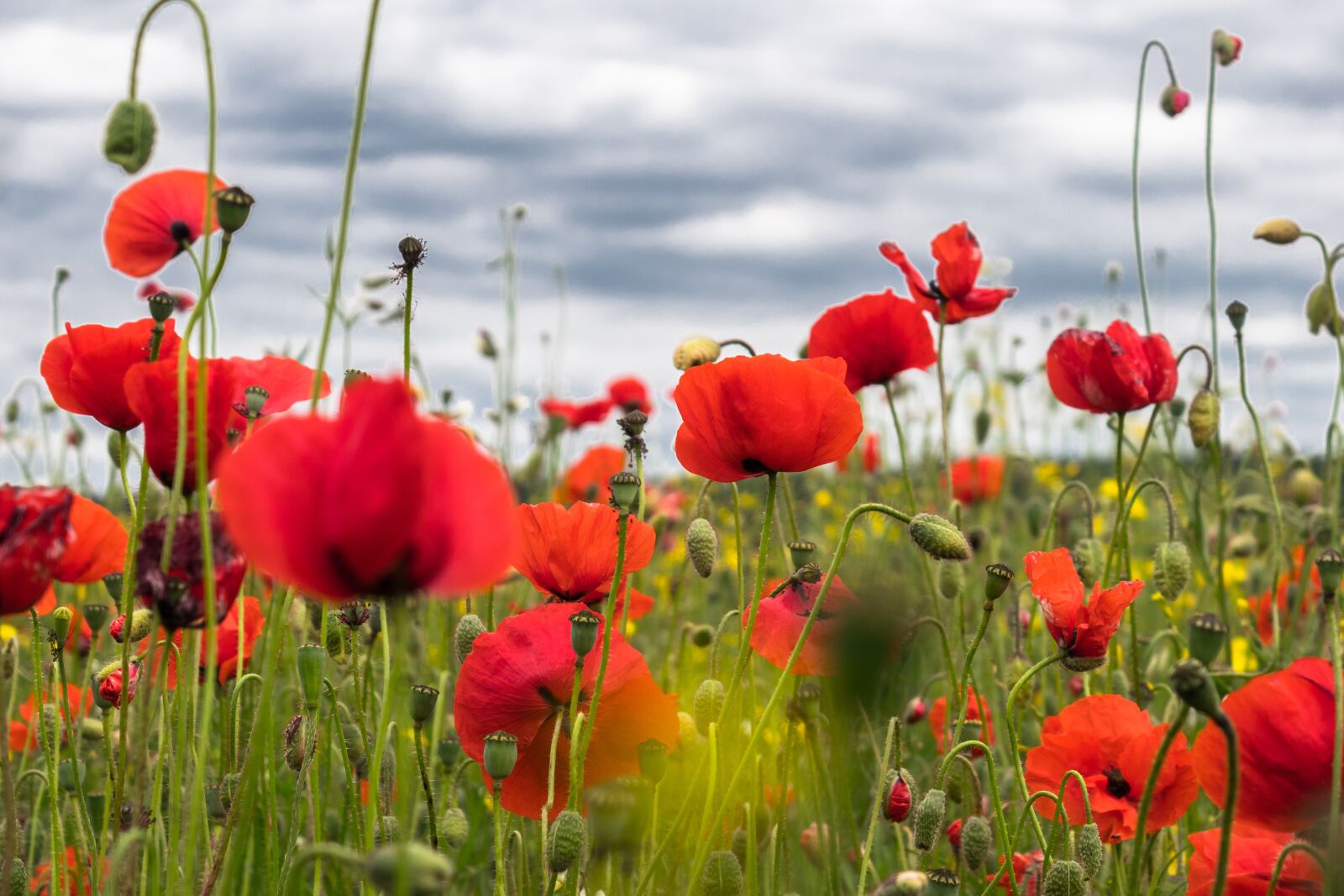 Canon PowerShot G3 X sample photo. Poppy flower, field of photography