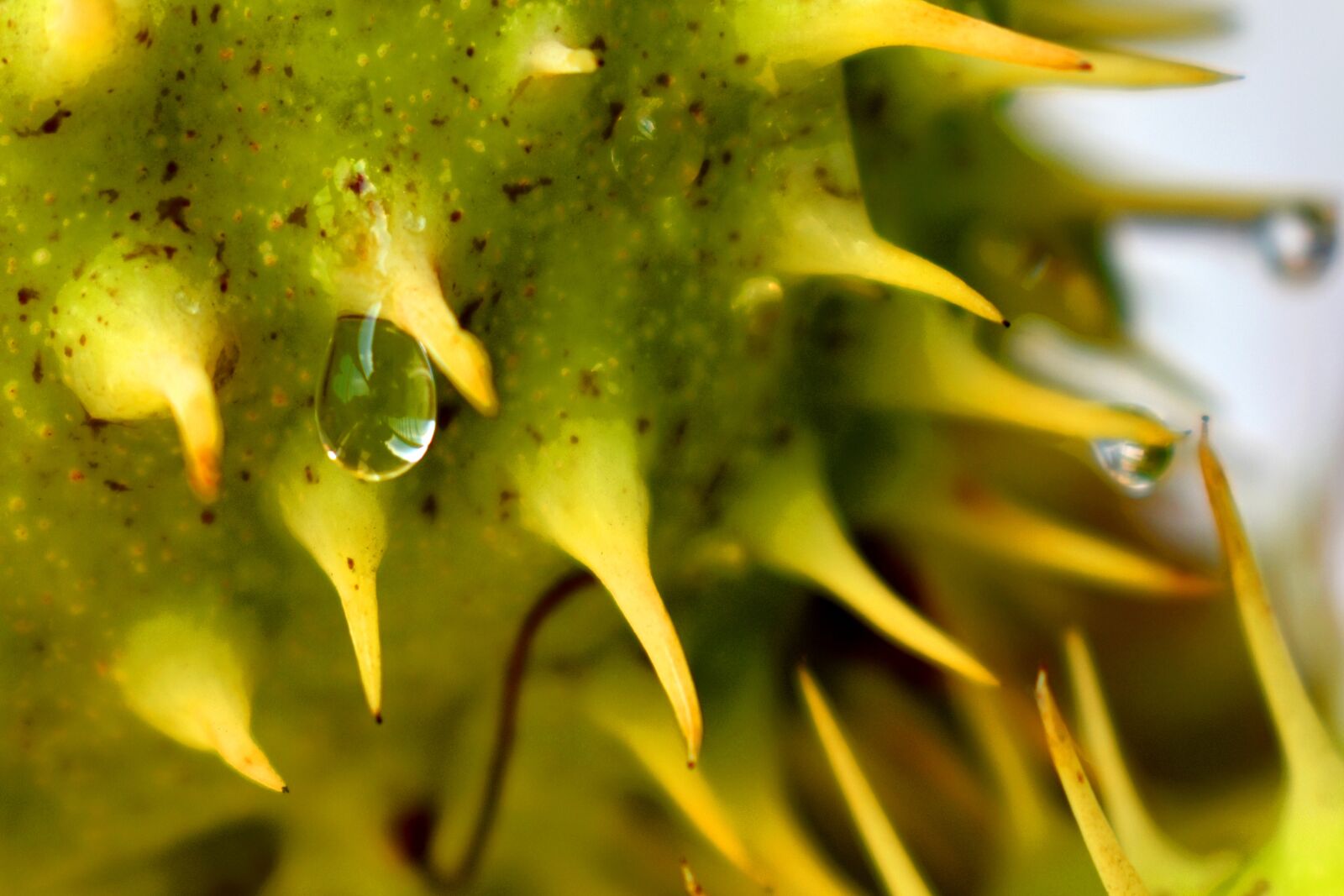 Nikon D3500 sample photo. Chestnut, tree, humidity photography