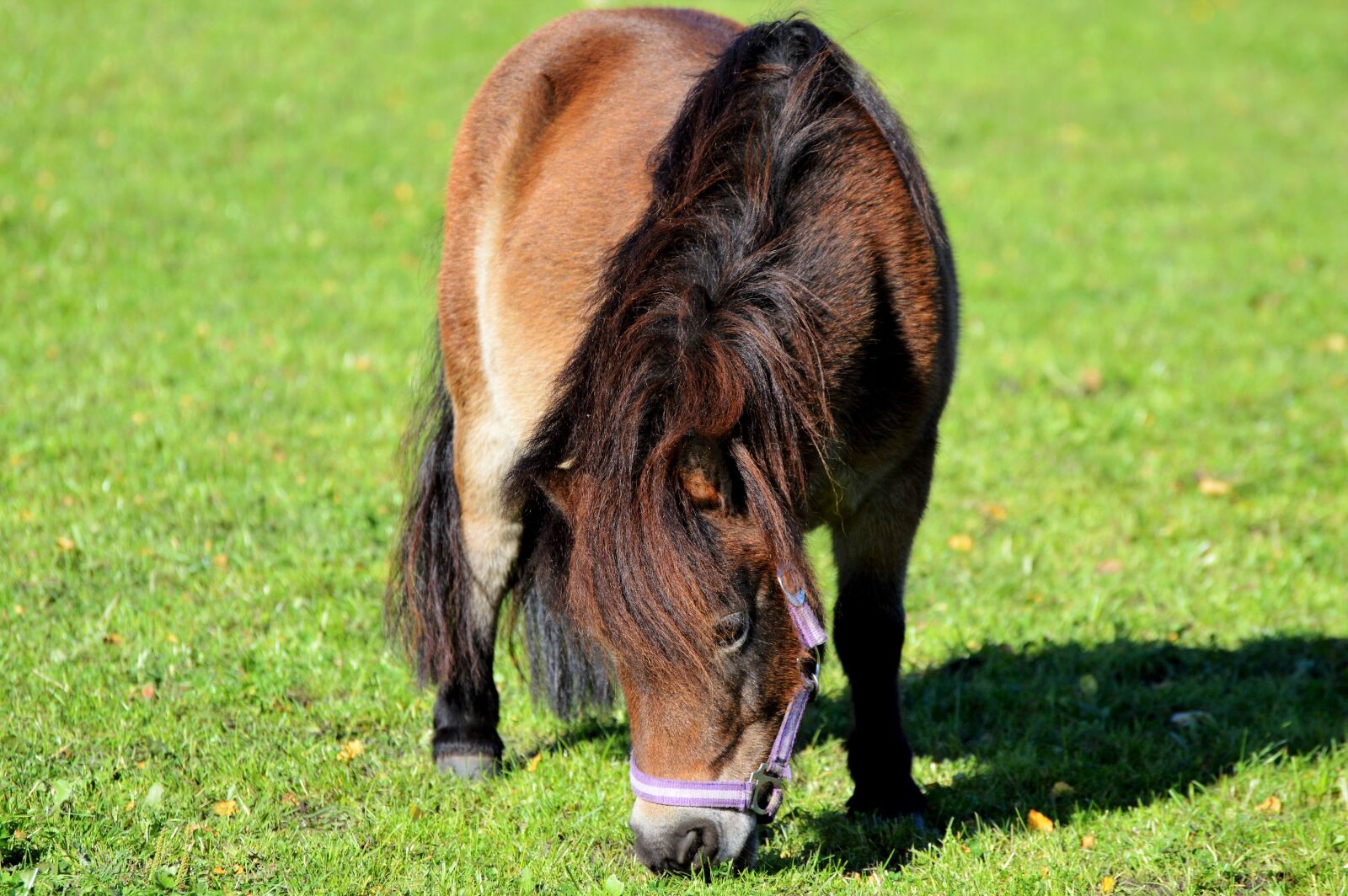 Nikon D3200 sample photo. Horse, pony, mane photography