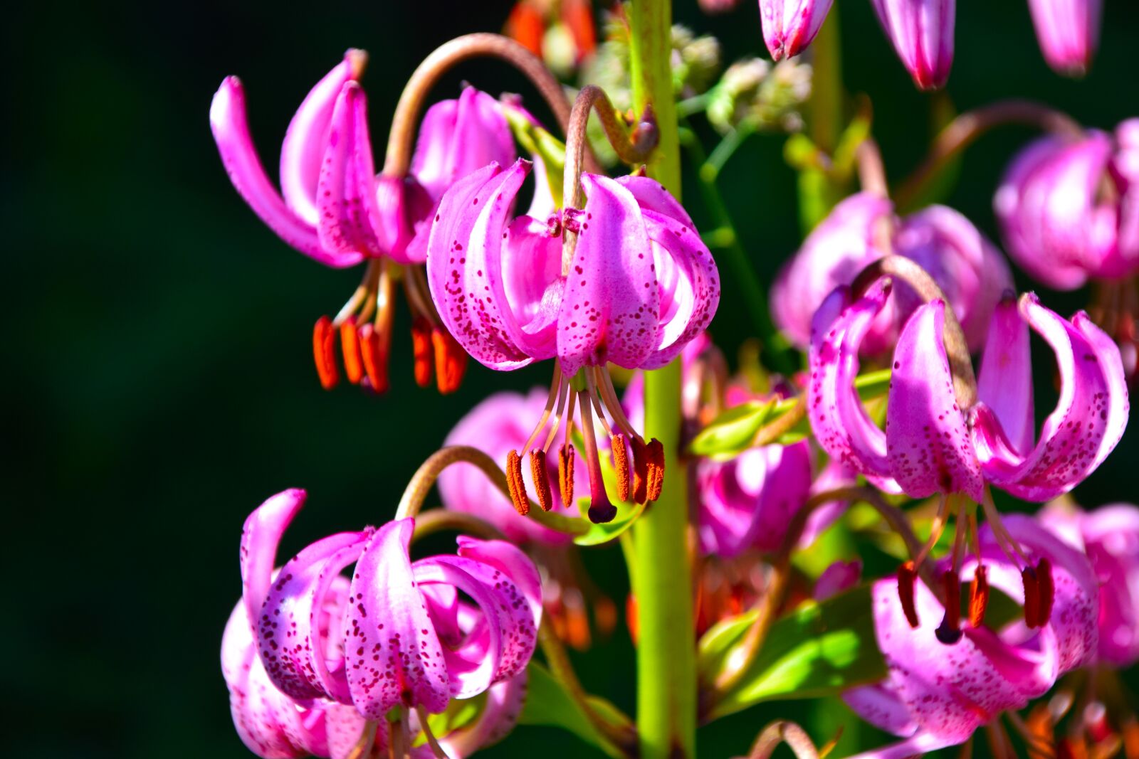 Nikon D5300 sample photo. Lilies, norway, nature photography