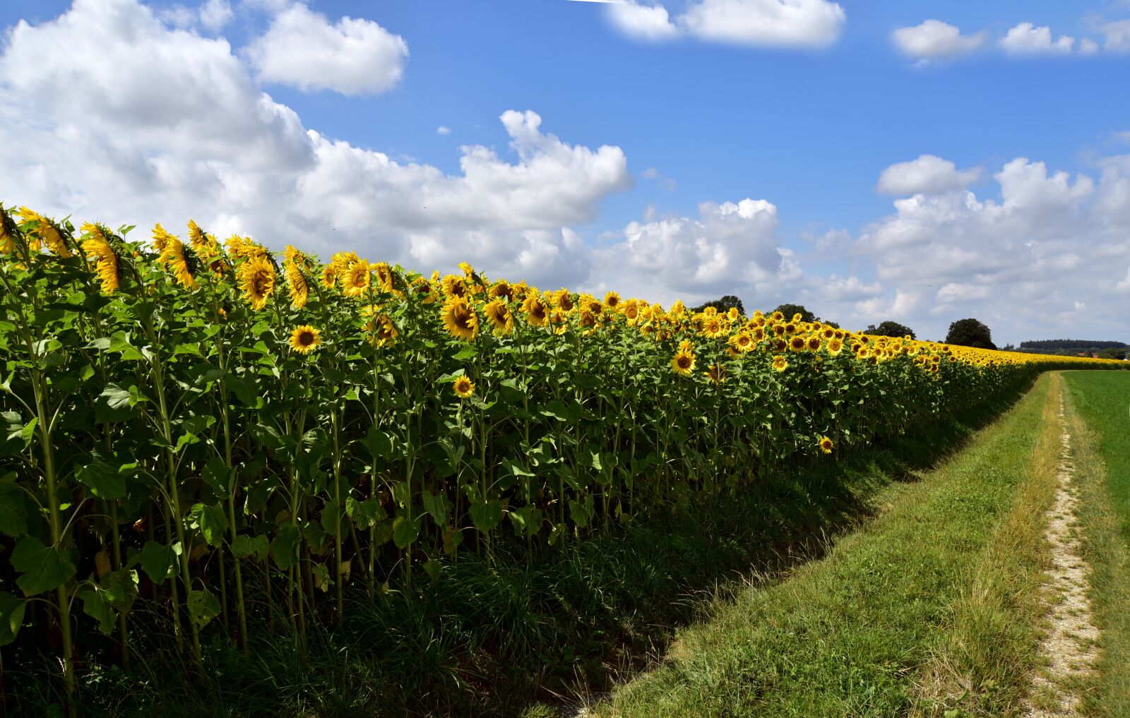 Nikon D750 sample photo. Sunflower, sunflower field, nature photography