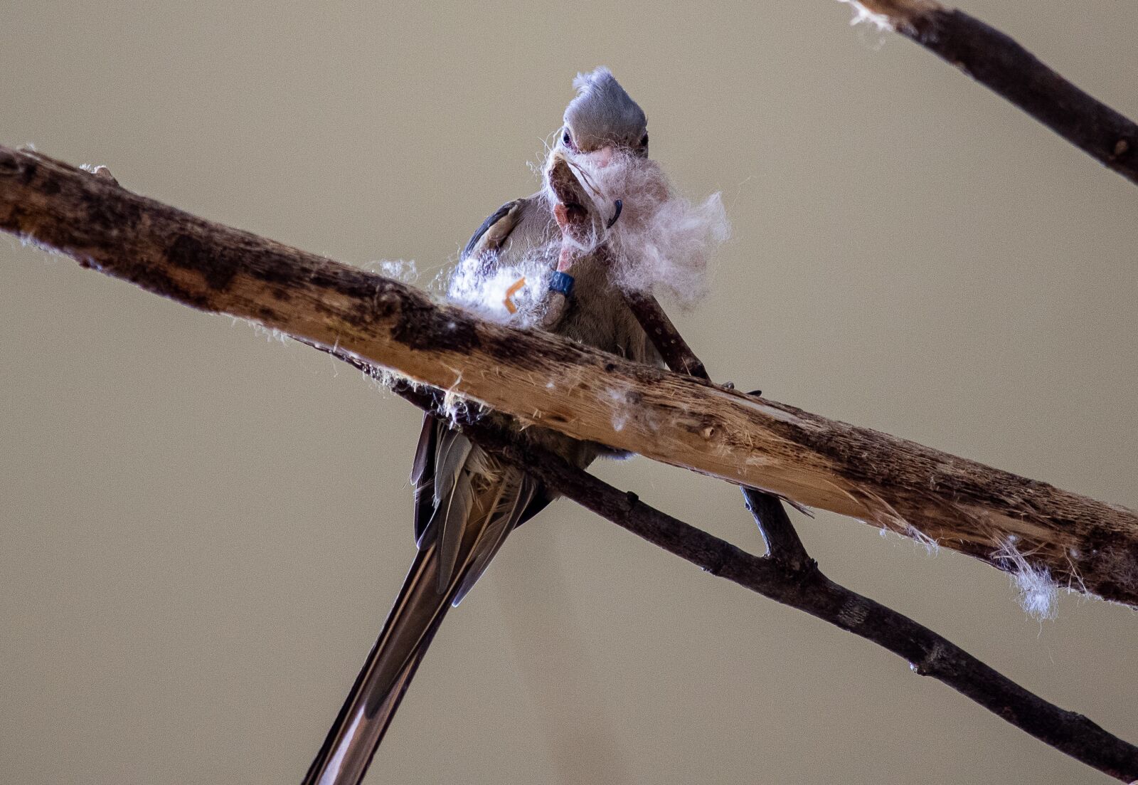 Canon EF 70-300mm F4-5.6 IS USM sample photo. Blue-bird neck, bird, animal photography