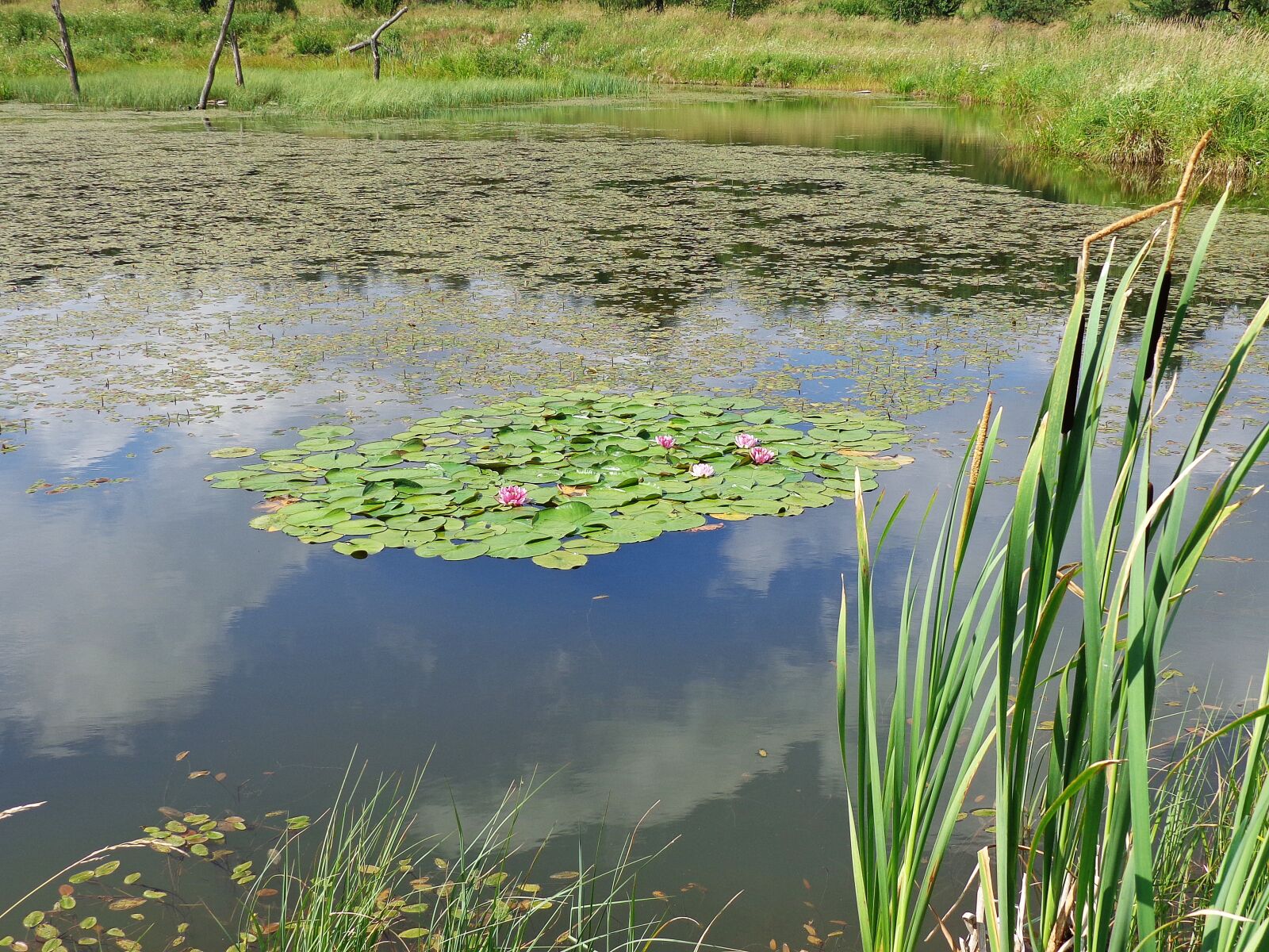 Sony Cyber-shot DSC-H90 sample photo. Lake, pond, flowers photography