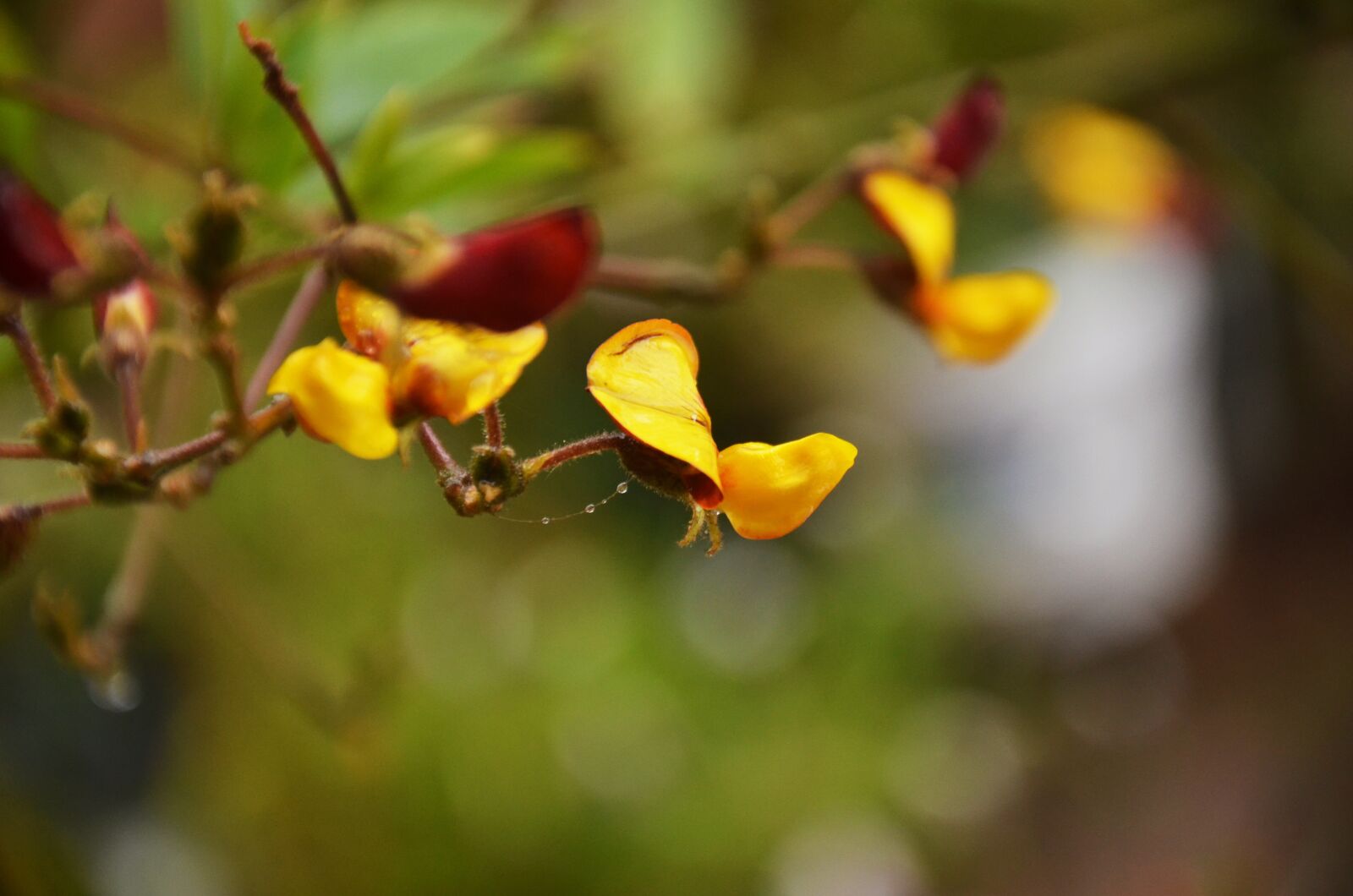 Nikon D7000 sample photo. Flower, nature, blossom photography