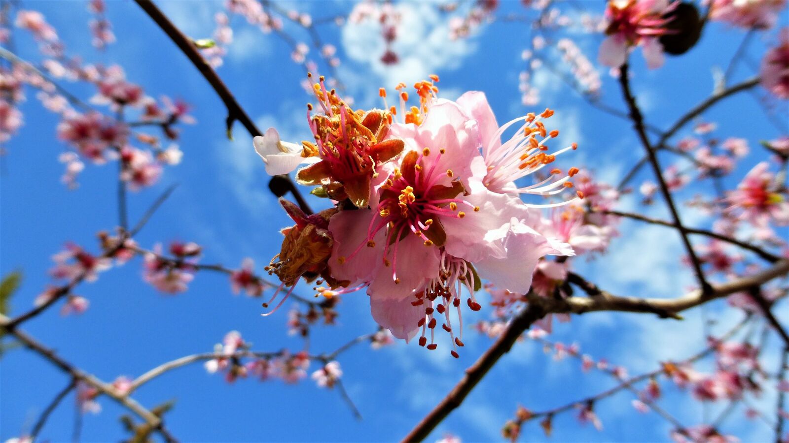 Panasonic Lumix DMC-ZS25 (Lumix DMC-TZ35) sample photo. Plant, tree, branch photography