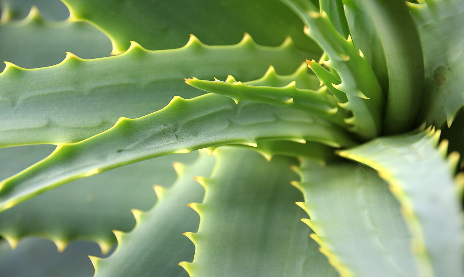 Canon EOS 1300D (EOS Rebel T6 / EOS Kiss X80) sample photo. Cactus, juice plant, aloe photography