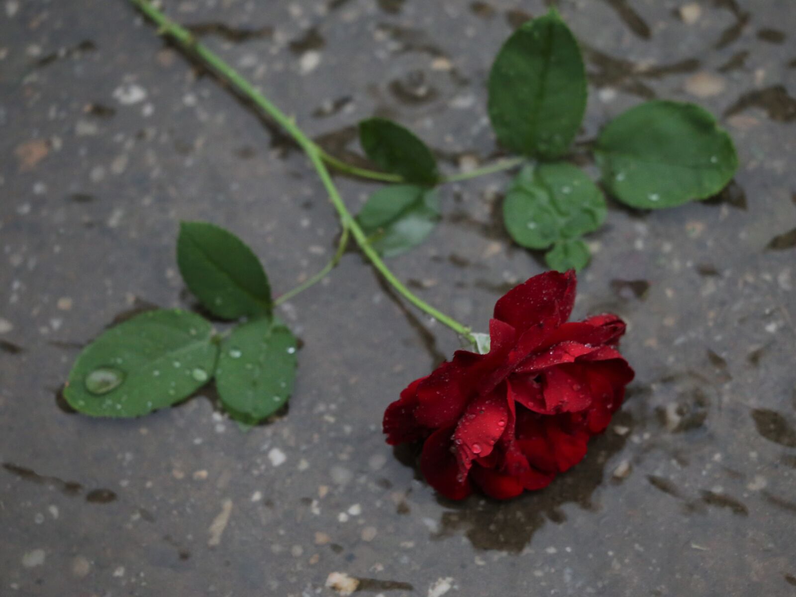 Canon EF 70-300 F4-5.6 IS II USM sample photo. Red rose in rain photography