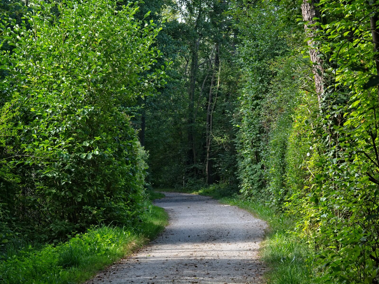 Nikon D7100 sample photo. Trail, forest, trees photography