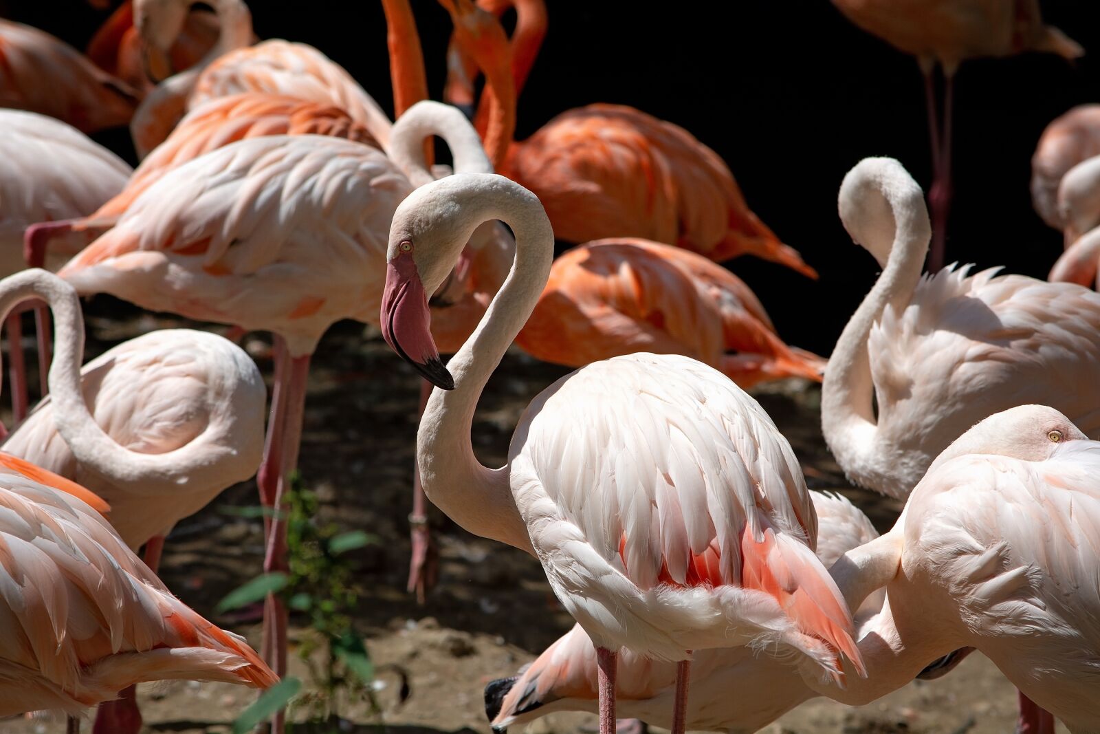 Nikon D7100 sample photo. Flamingos, bird, salmon photography