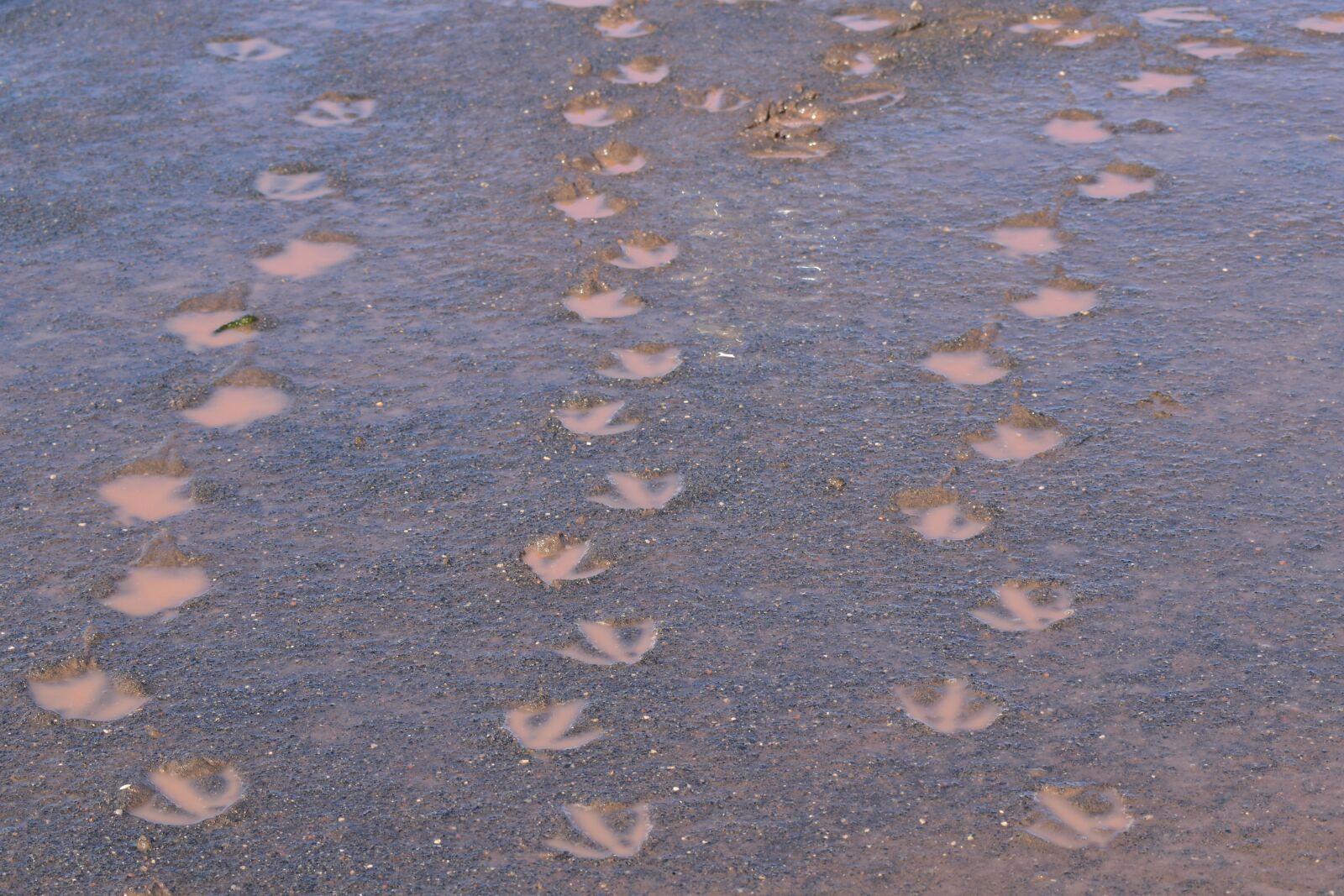 Nikon D3500 sample photo. Geese, footprints, mud photography