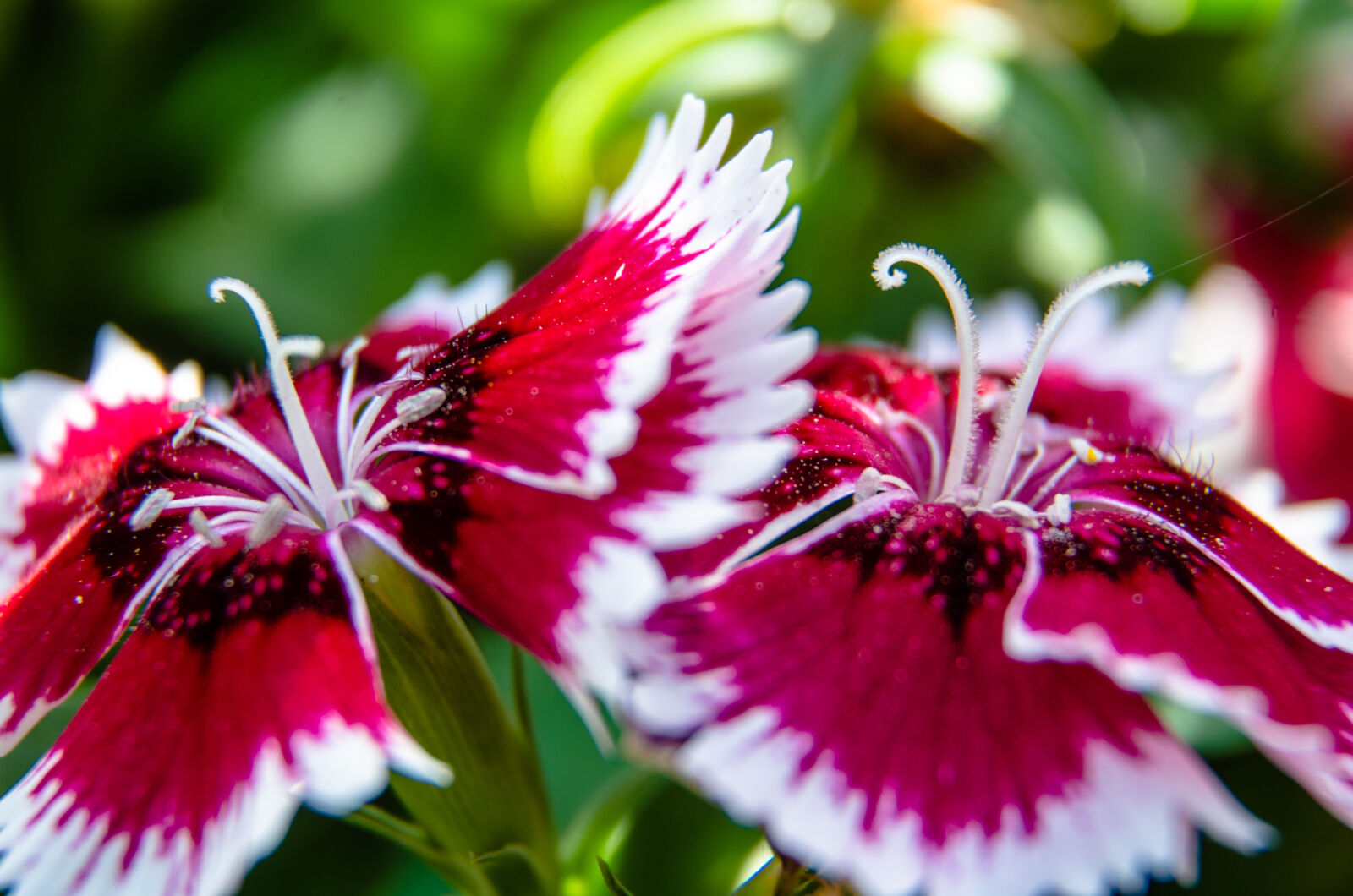 Nikon D5100 sample photo