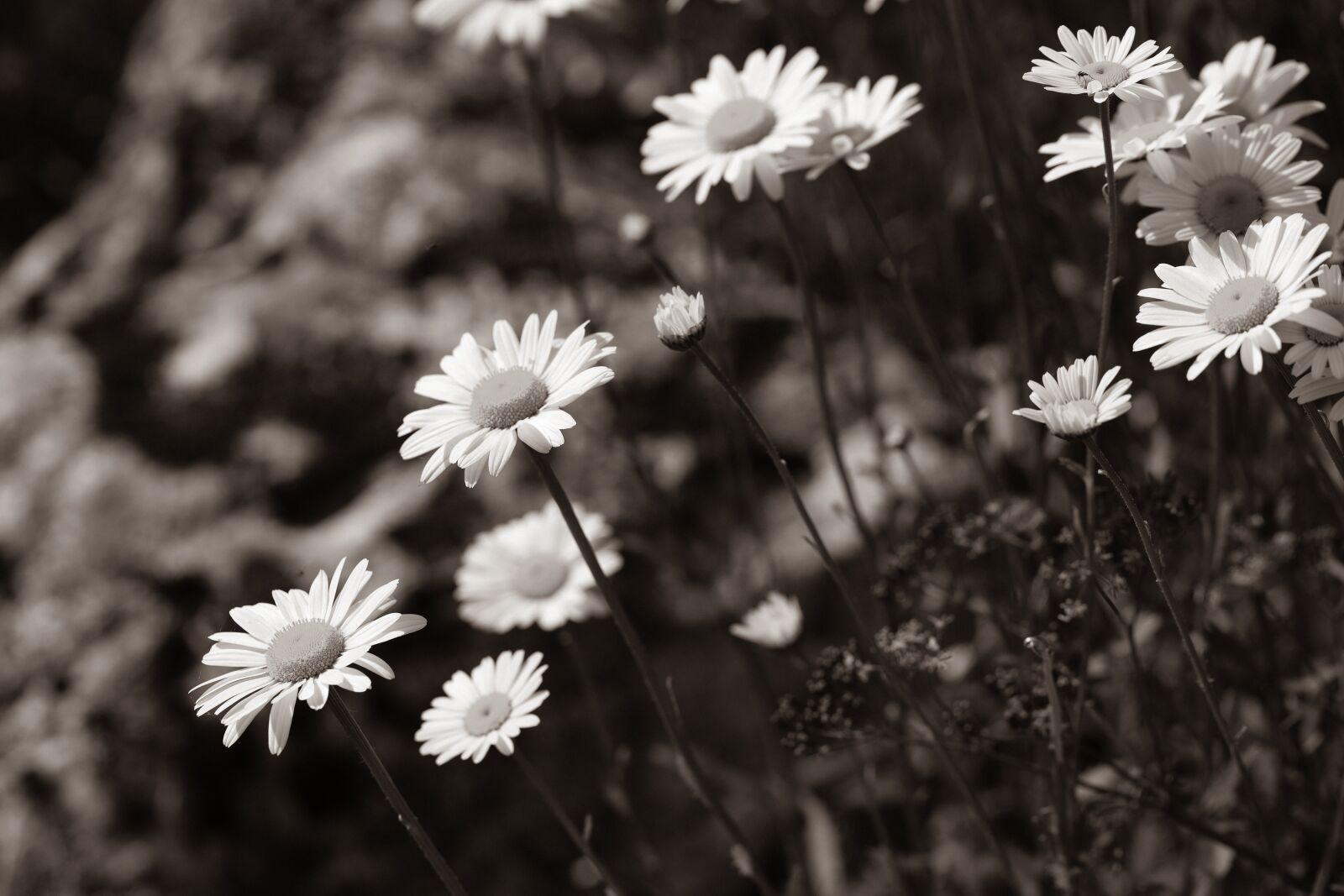 Canon EOS R + Canon EF 100mm F2.8L Macro IS USM sample photo. Daisies, flower, summer photography