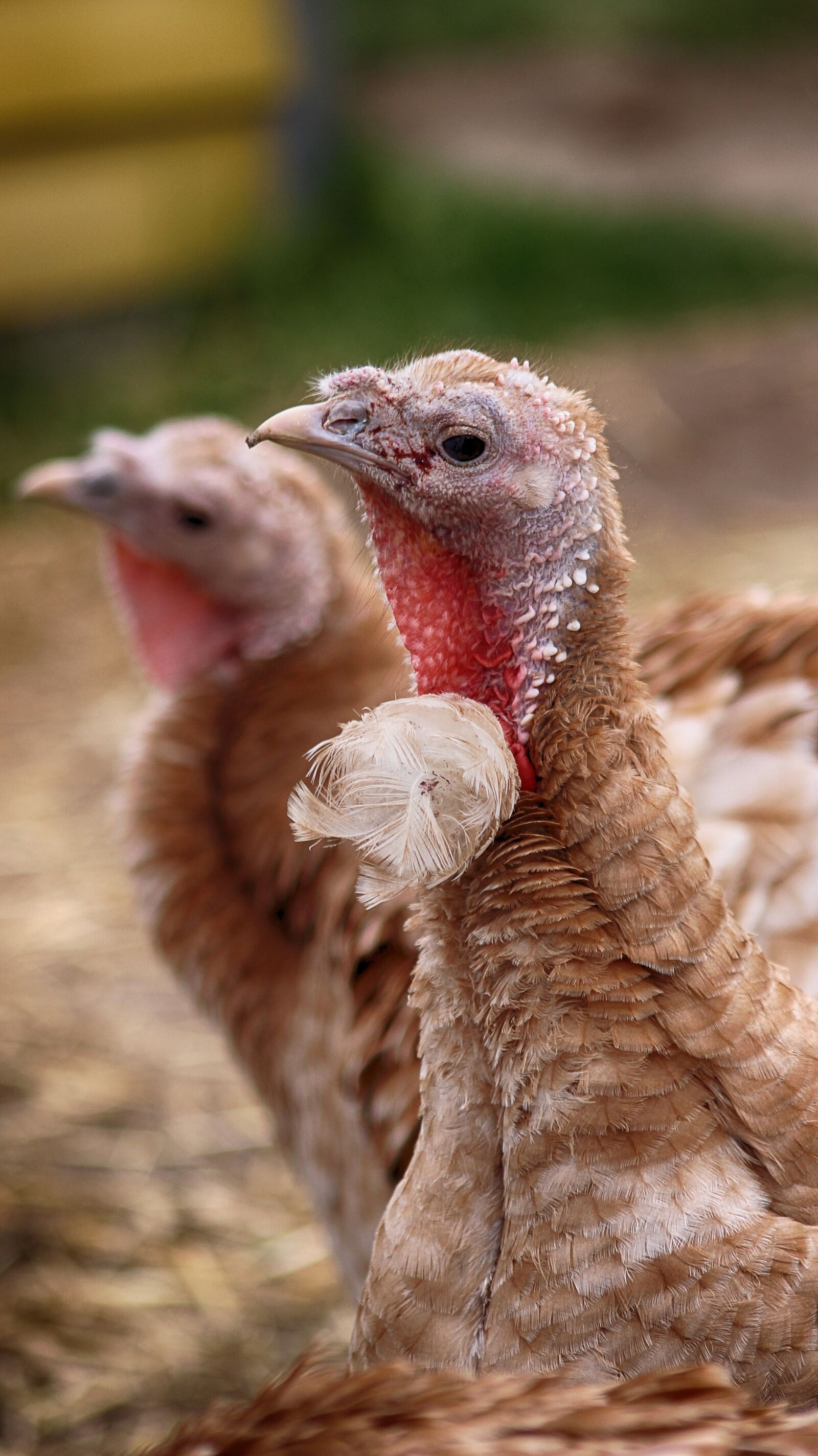 Canon EOS 600D (Rebel EOS T3i / EOS Kiss X5) sample photo. Farm, turkeys, nature photography