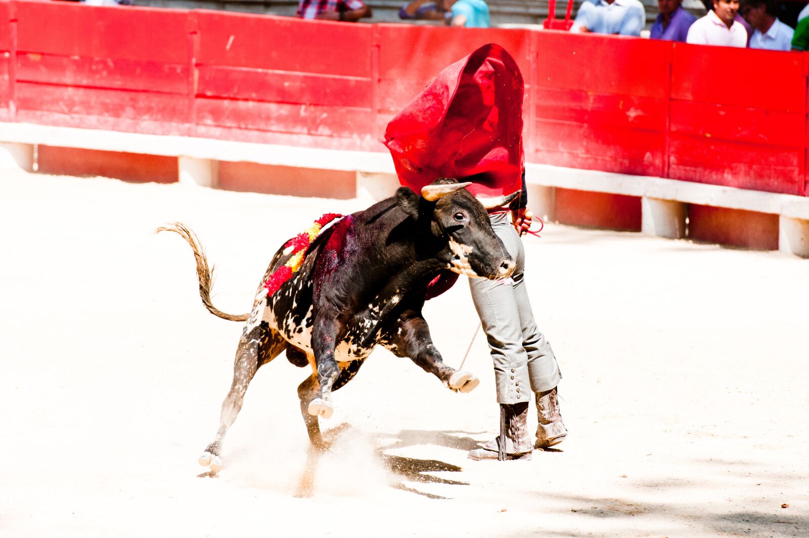 Nikon D300S sample photo. Bolsin, bullfight, bull photography