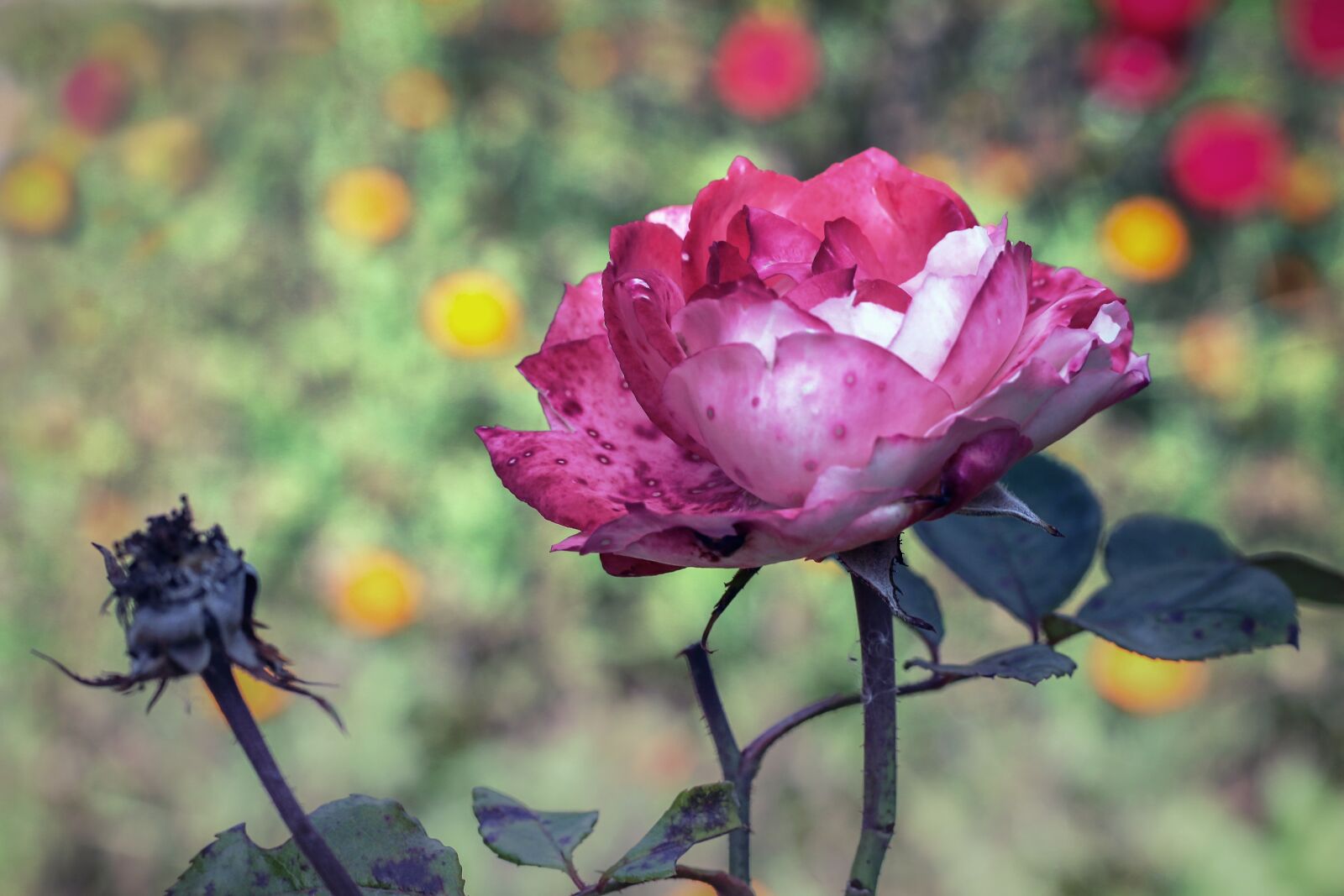 Canon EOS 70D + Canon EF 50mm F1.8 STM sample photo. Rose, garden, blossom photography