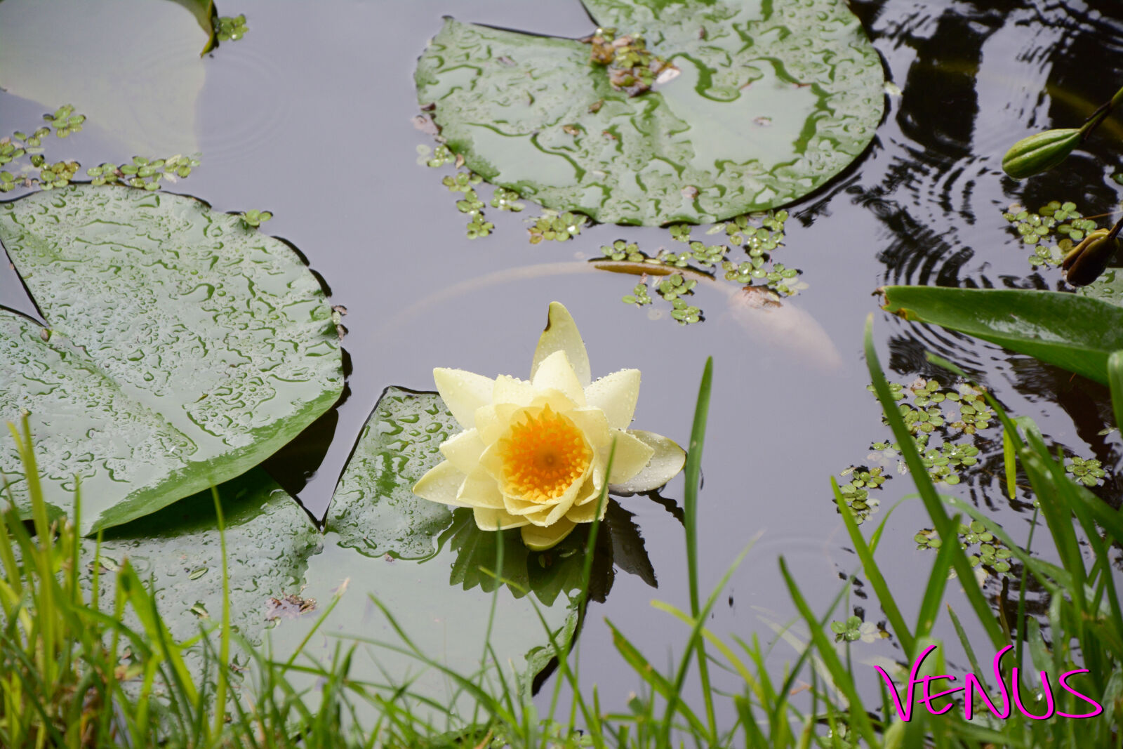 Nikon D7100 sample photo