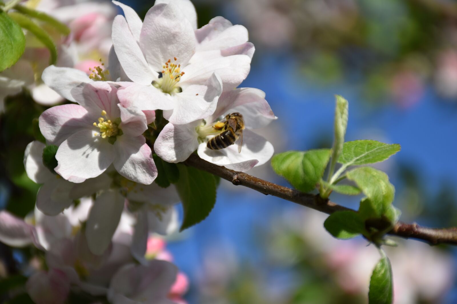 Nikon D5600 sample photo. Bee, flower, insect photography