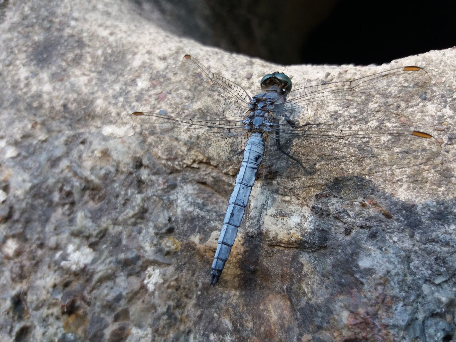 Samsung Galaxy J5(2016) sample photo. Croatia, dragonfly, blue photography