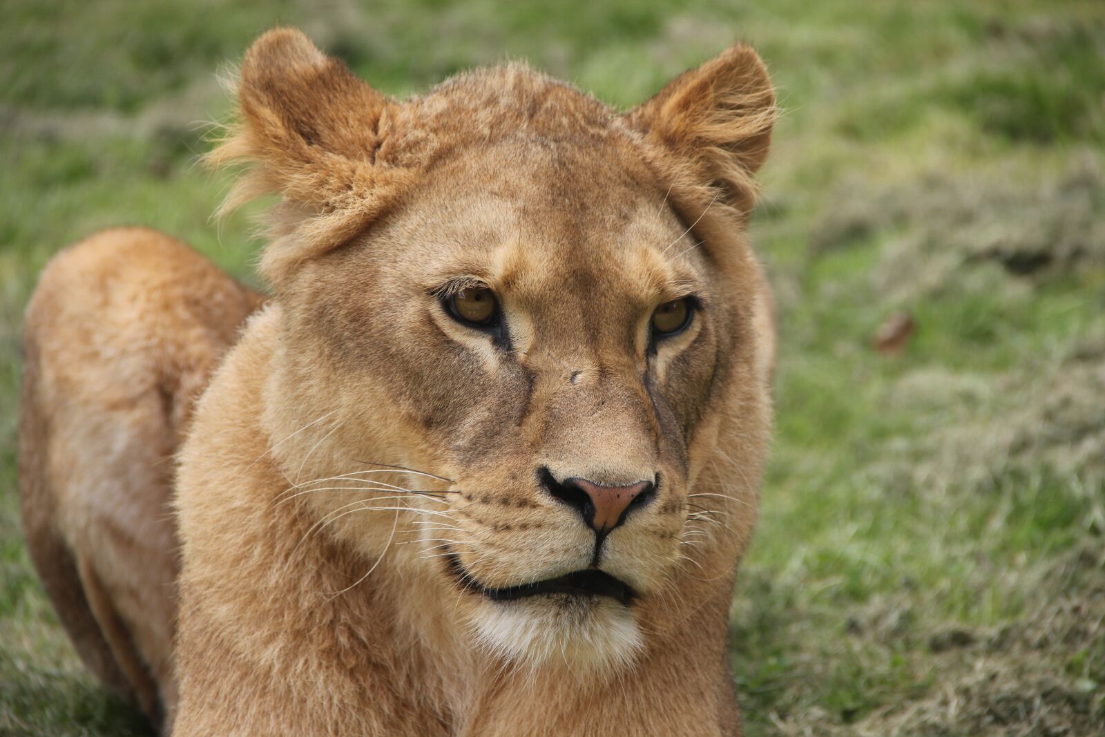 Canon EOS 550D (EOS Rebel T2i / EOS Kiss X4) sample photo. Lioness, lion, animal photography